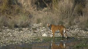 Corbett Tiger Reserve