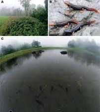 Tylototriton zaimeng