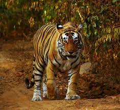 Dholpur-Karauli Tiger Reserve
