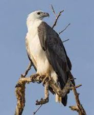 White-bellied sea eagle