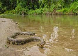 Siebold’s water snake