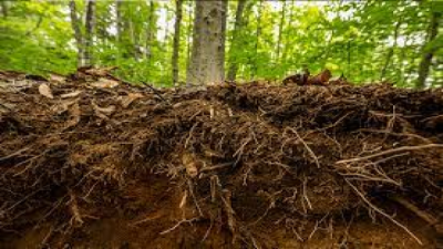 Forest Soil
