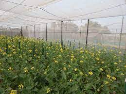 Gene-edited Mustard- less pungent more useful