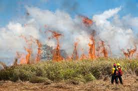 Wildfires of Hawaii