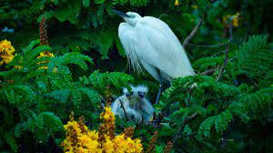 What are Herons