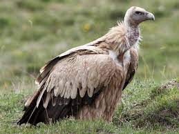 Himalayan Vulture