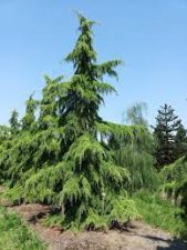 Himalayan Cedar