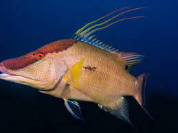 Hog Fish
