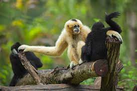 Hollongapar Gibbon Sanctuary