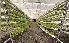 Hydroponics farming
