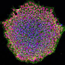 Induced Pluripotent Stem Cells
