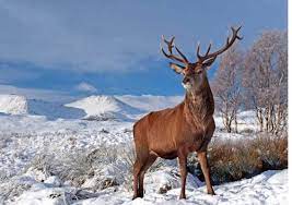 Kashmir stag