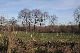 Land Restoration and Afforestation