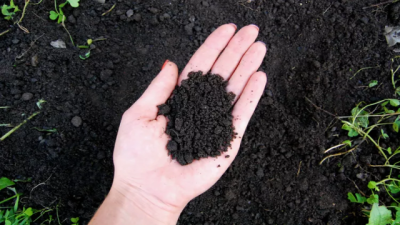 Loamy Soil (Soil Type)