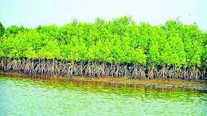 Mangrove cell