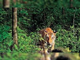 Nawegaon-Nagzira Tiger Reserve
