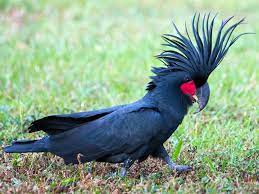 Palm cockatoos