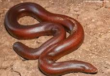 Red Sand Boa