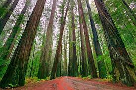 California’s Redwoods