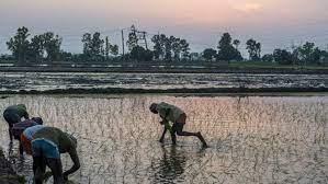Government Imposes Restrictions on Rice Exports to Ensure Food Security and Stabilise Prices