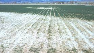 Saline Soil