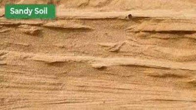 Sandy Soil (Type of soil)