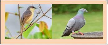 State of India’s Birds (SoIB) 2023 Report
