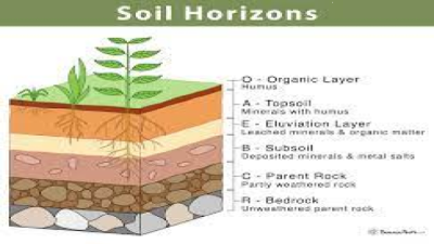 Soil Horizon (O, A, B, C & R Horizons)