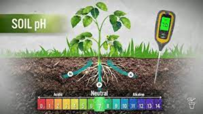 Soil pH