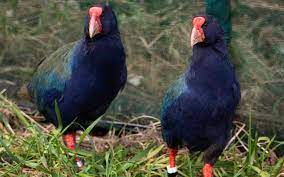 Takahe Bird