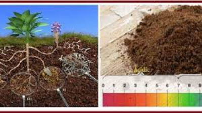 The Problem of Alkaline Soil and its Gypsum Treatment