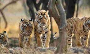 India’s tiger population
