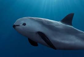 Vaquita Porpoise