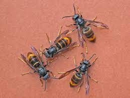 Vespa velutina