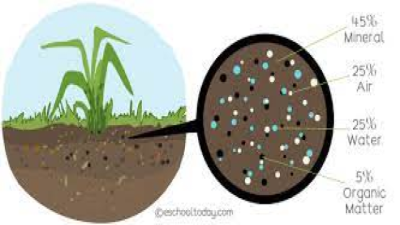 What is Soil Made Of?