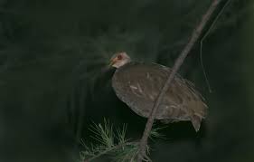 75 Endemic Birds of India: A report by ZSI
