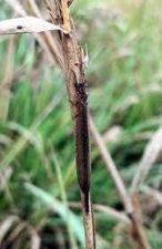 Antlion Species