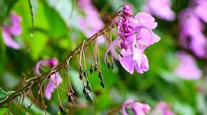 Balsams (Genus Impatiens)