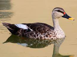 Indian spot-billed duck