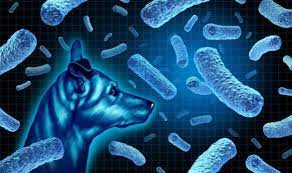 Brucella canis