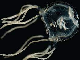 Caribbean box jellyfish