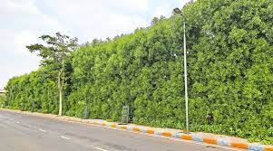 Conocarpus Trees