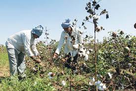 Decline of India’s Cotton Crop