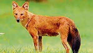 Asiatic Wild Dogs