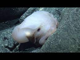 Dumbo Octopus