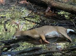 Epizootic Haemorrhagic Disease (EHD)