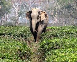 Elephant Corridors