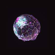 Lab Grown Human Embryo