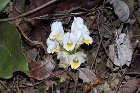 Ephemerals
