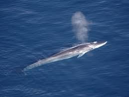 Fin Whales